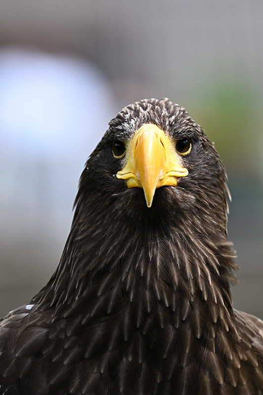 Ein Riesenseeadler von vorne