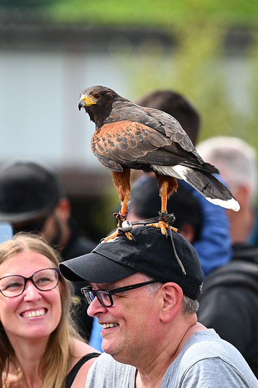 Typisch Mann: Immer nur Vögel auf dem Kopf