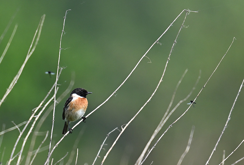 Schwarzkehlchen Schwarzkehlchen