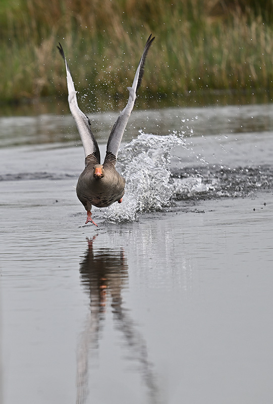 Gans schön galant auf dem Wasser