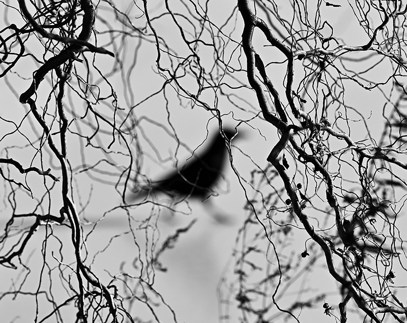 Hinterwintervogel II