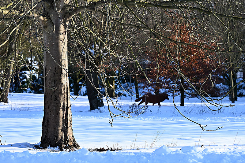 Peter und der Baum