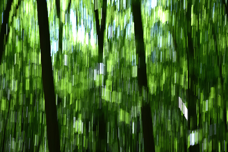 Shakewood Forrest III