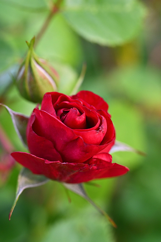 Eine Rose ist eine Rose ist eine Rose