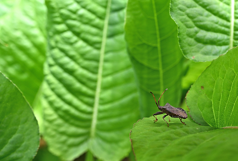 Wanderer im Grünen
