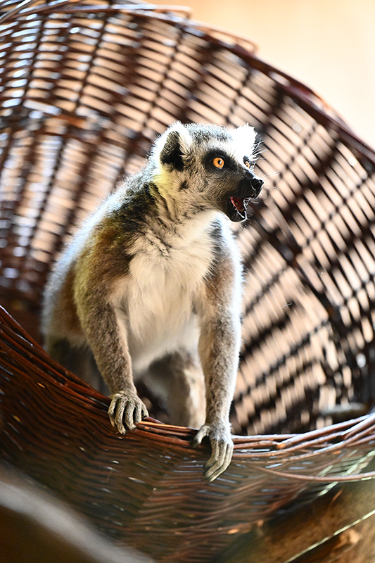 Das Erstaunen des  Männchens darüber, einen Korb bekommen zu haben
