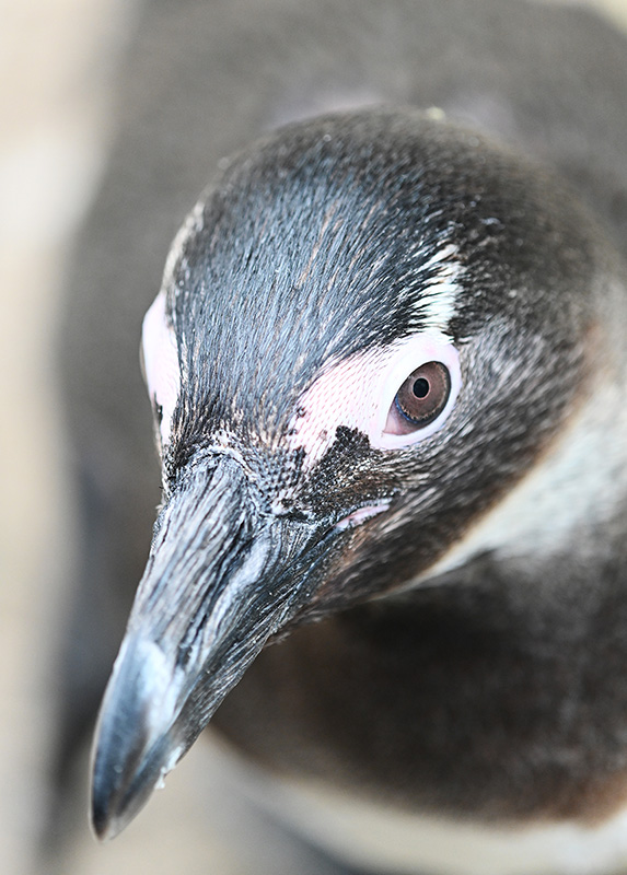 Der eine Bösewicht aus Batman