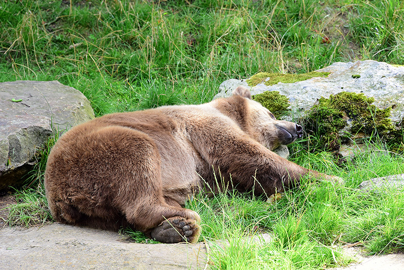 Einfach mal liegen bleiben