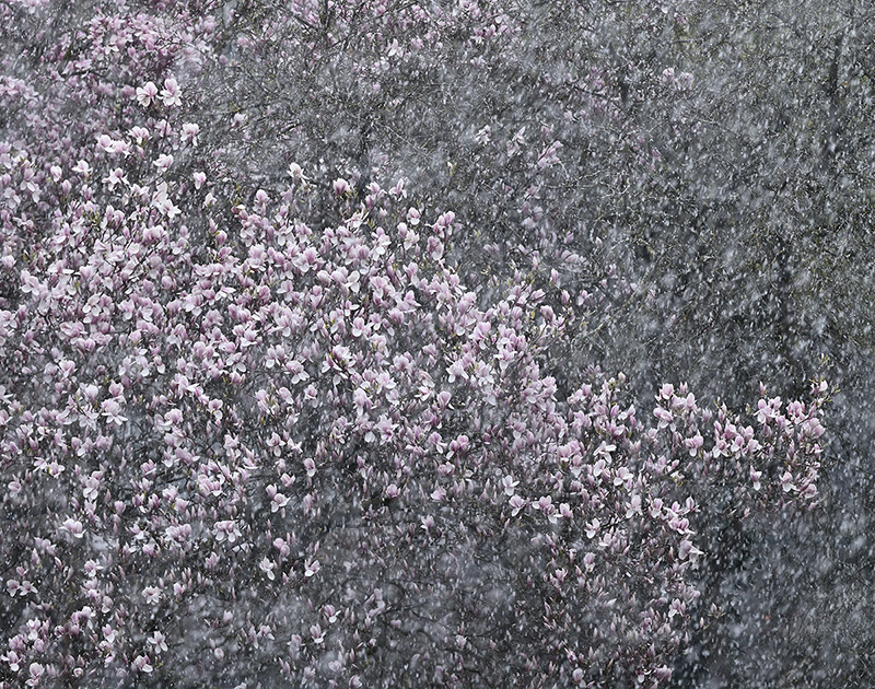 Magnolienblüten im Schneegestöber