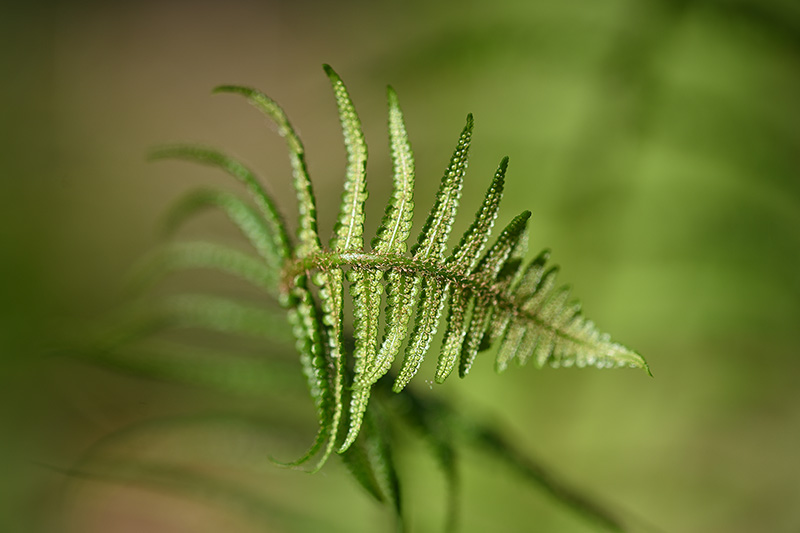 Westfälische Landpalme
